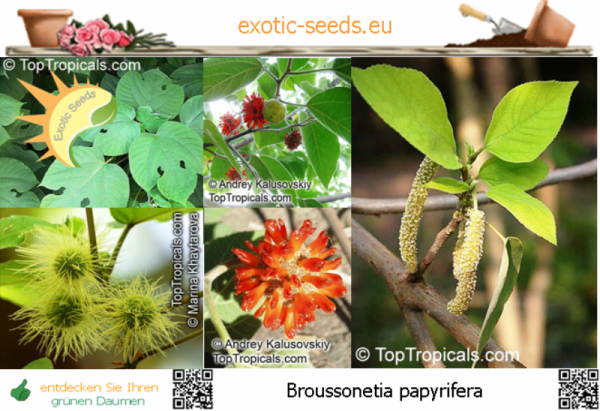 Broussonetia papyrifera, 50-500 Samen